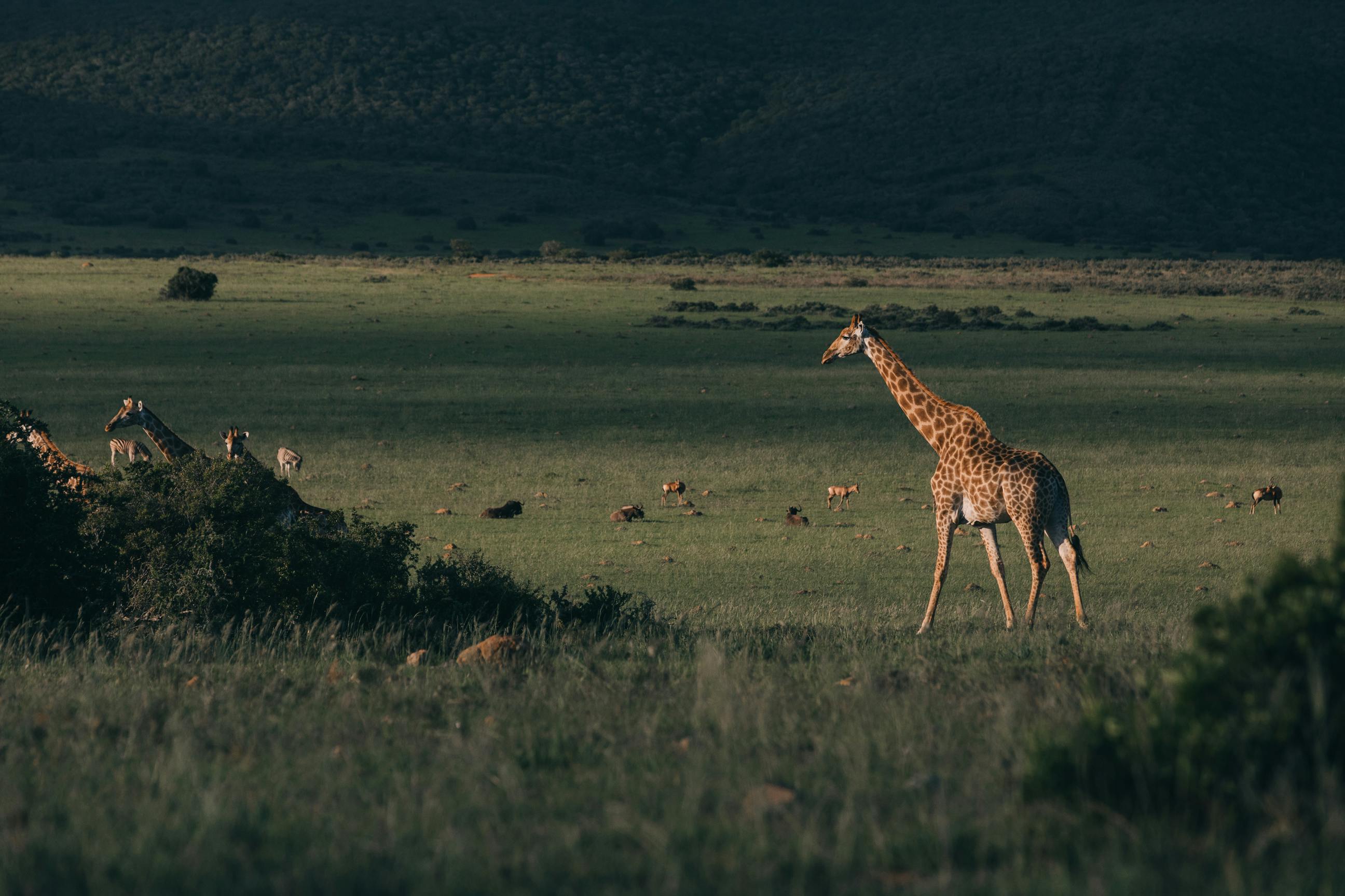 The Ultimate Safari Holiday Guide: Best Destinations for Wildlife and Adventure