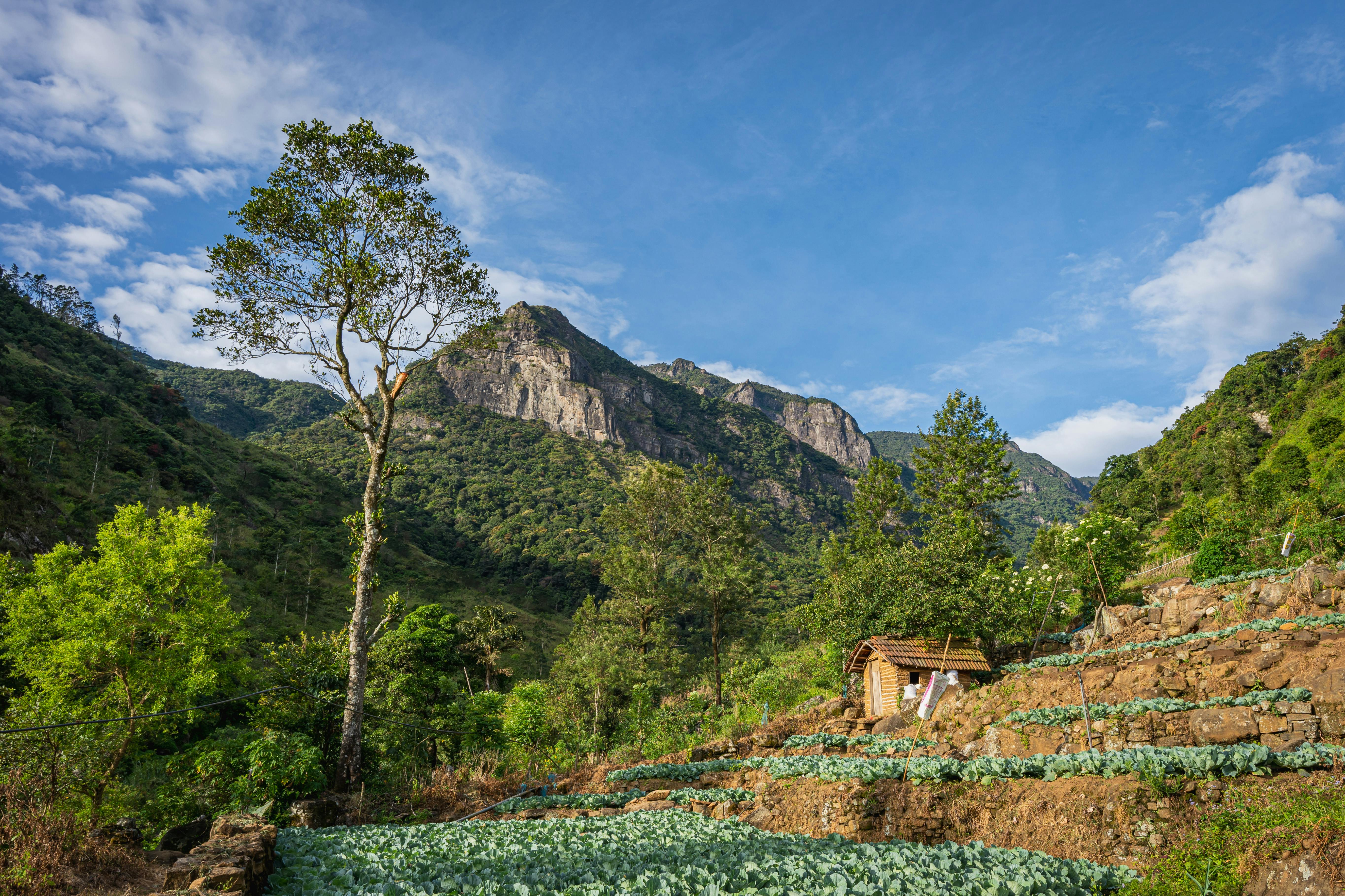 Sri Lanka Travel Guide: Safari, Beaches and Cultural Wonders