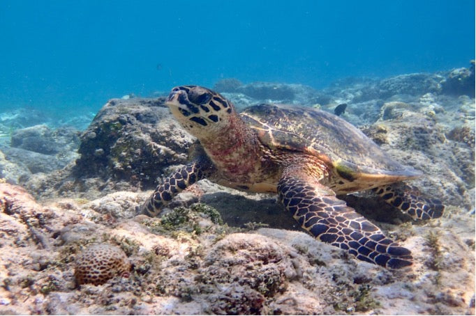 The Best Places in Southeast Asia for Your First Diving Holiday